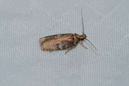 Imagem de Agonopterix lythrella Walsingham 1889