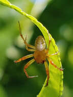 Image of Six-spotted Yellow Orbweaver