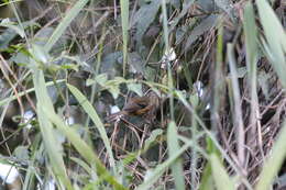 Image of Ochre-rumped Antbird