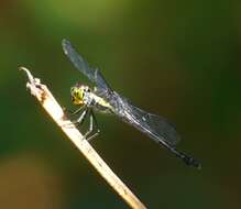 Image of <i>Agrionoptera longitudinalis biserialis</i> Selys 1879