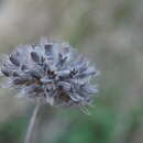 Image of Clinopodium caucasicum Melnikov