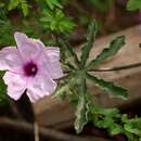 Image of Ipomoea stuckertii O'Donell