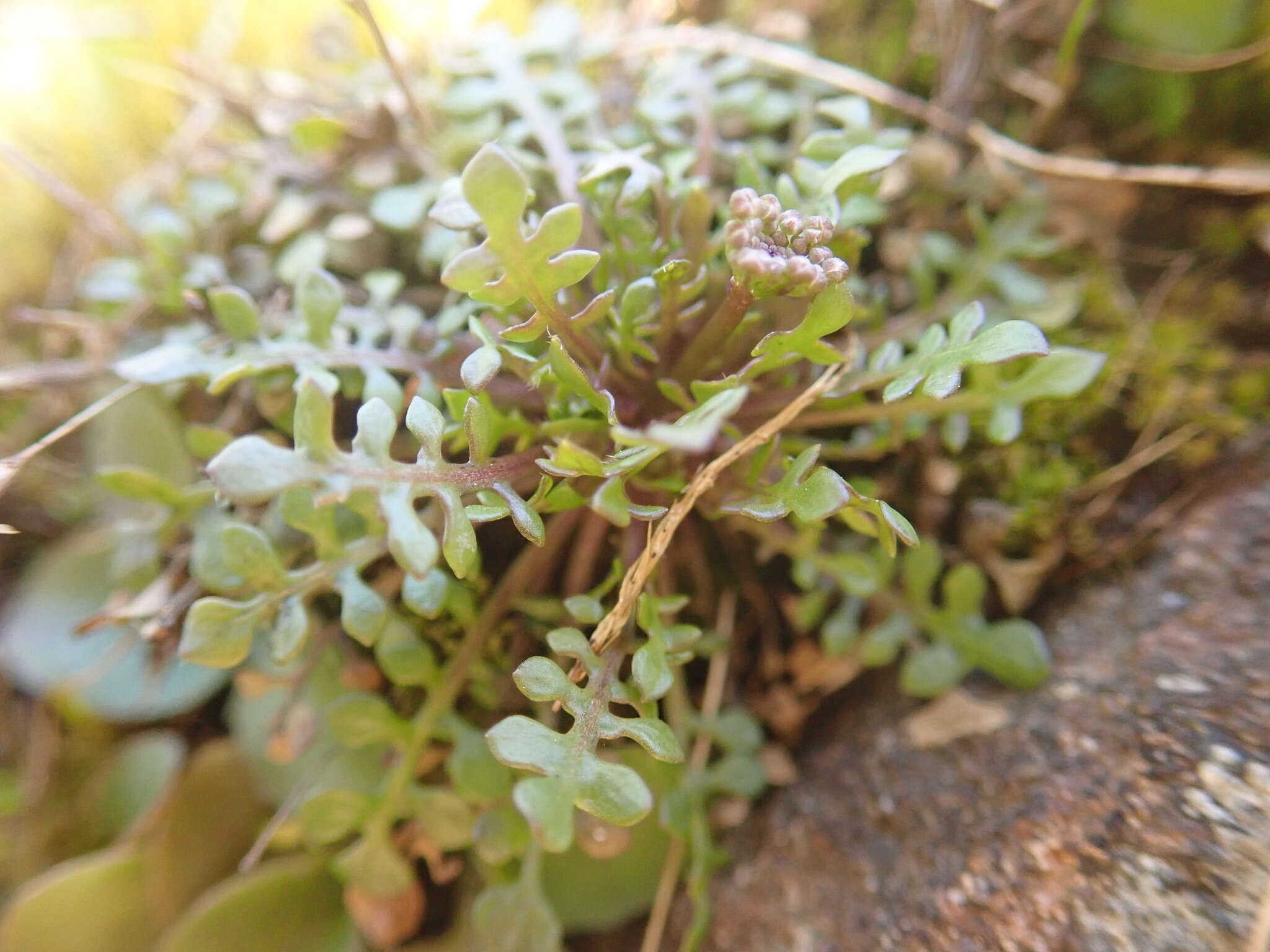 Image de Teesdalia nudicaulis (L.) W. T. Aiton