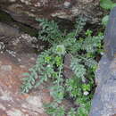Image of Jurinea filicifolia Boiss.
