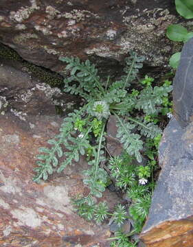 Image of Jurinea filicifolia Boiss.