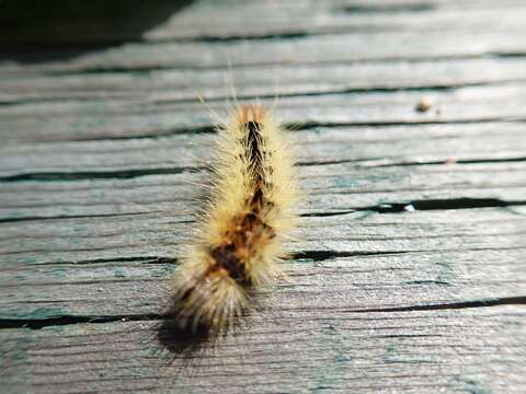 Image of Impressed Dagger Moth