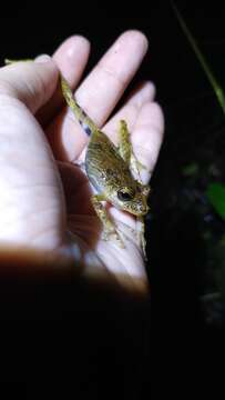 Image of Rio Verde Snouted Treefrog