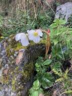 Слика од Begonia veitchii Hook. fil.