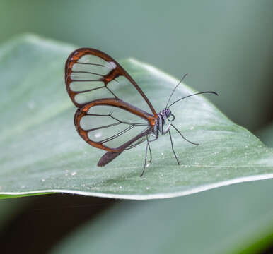 Image of Pseudoscada erruca Hewitson 1855