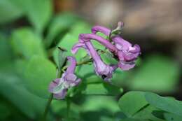 Слика од Corydalis cava (L.) Schweigger & Koerte