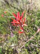 Слика од Castilleja subinclusa var. jepsonii (Bacig. & Heckard) J. M. Egger