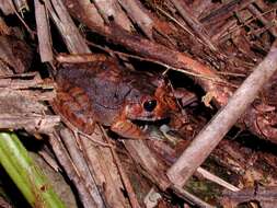 Image of Broadheaded Rainfrog