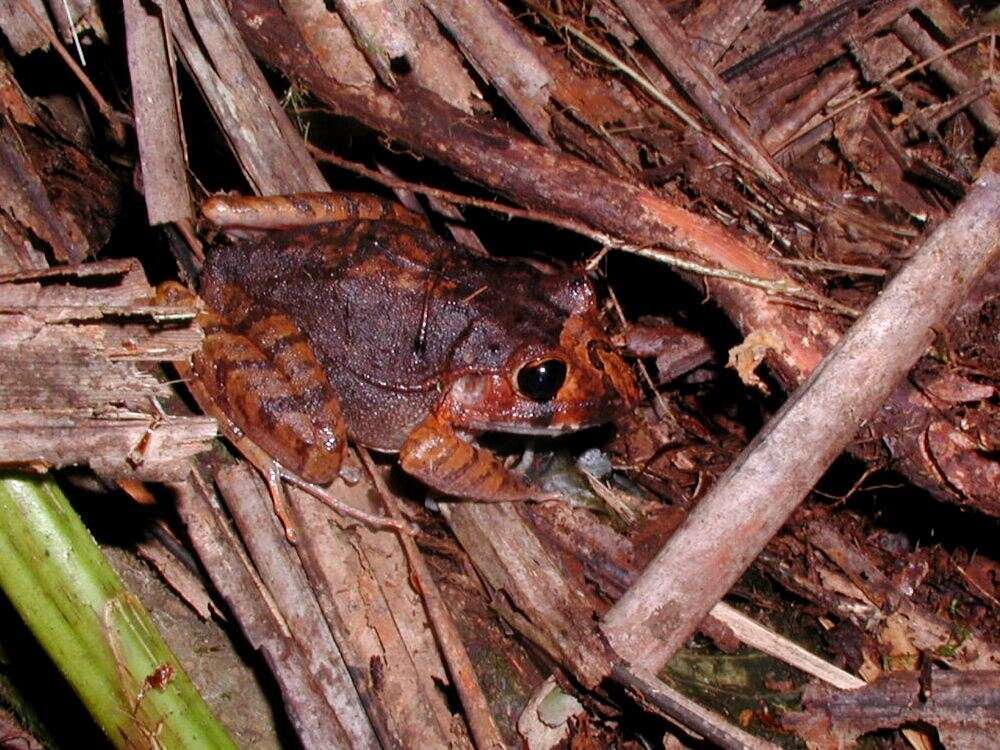 Image of Broadheaded Rainfrog