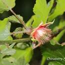 Sivun Rubus taitoensis Hayata kuva