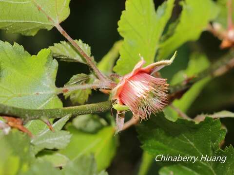Image of Rubus taitoensis Hayata