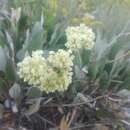 Plancia ëd Eriogonum compositum var. lancifolium H. St. John & F. A. Warren