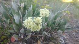 Image of arrowleaf buckwheat