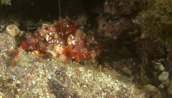 Image of Coral Scorpionfish