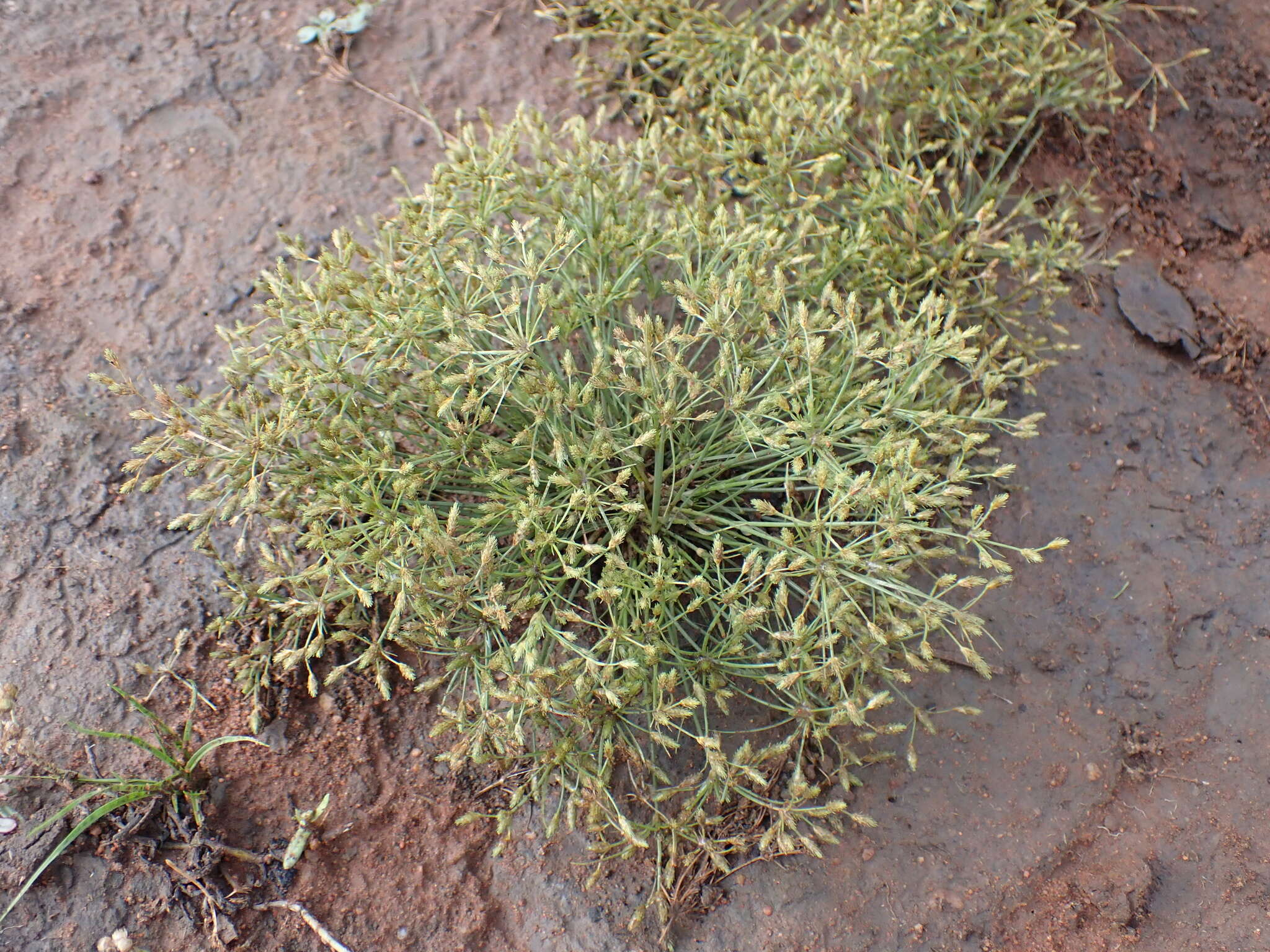 Image of Fimbristylis squarrosa Vahl