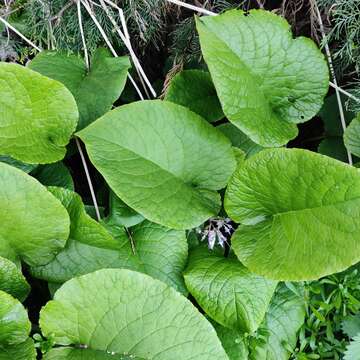 Image of Trachystemon orientalis (L.) G. Don