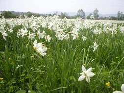 Imagem de Narcissus poeticus subsp. radiiflorus (Salisb.) Baker