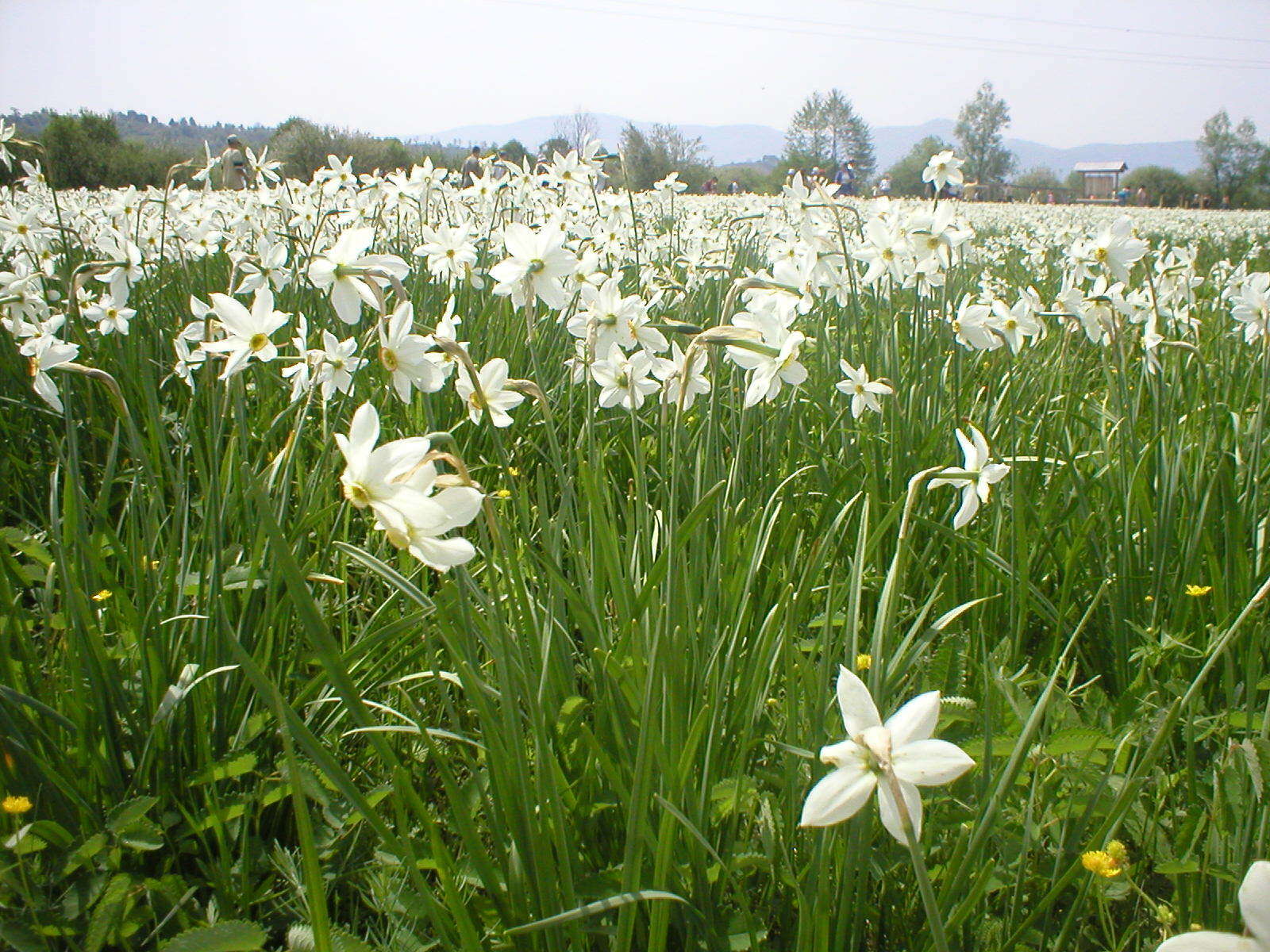 Narcissus poeticus subsp. radiiflorus (Salisb.) Baker的圖片