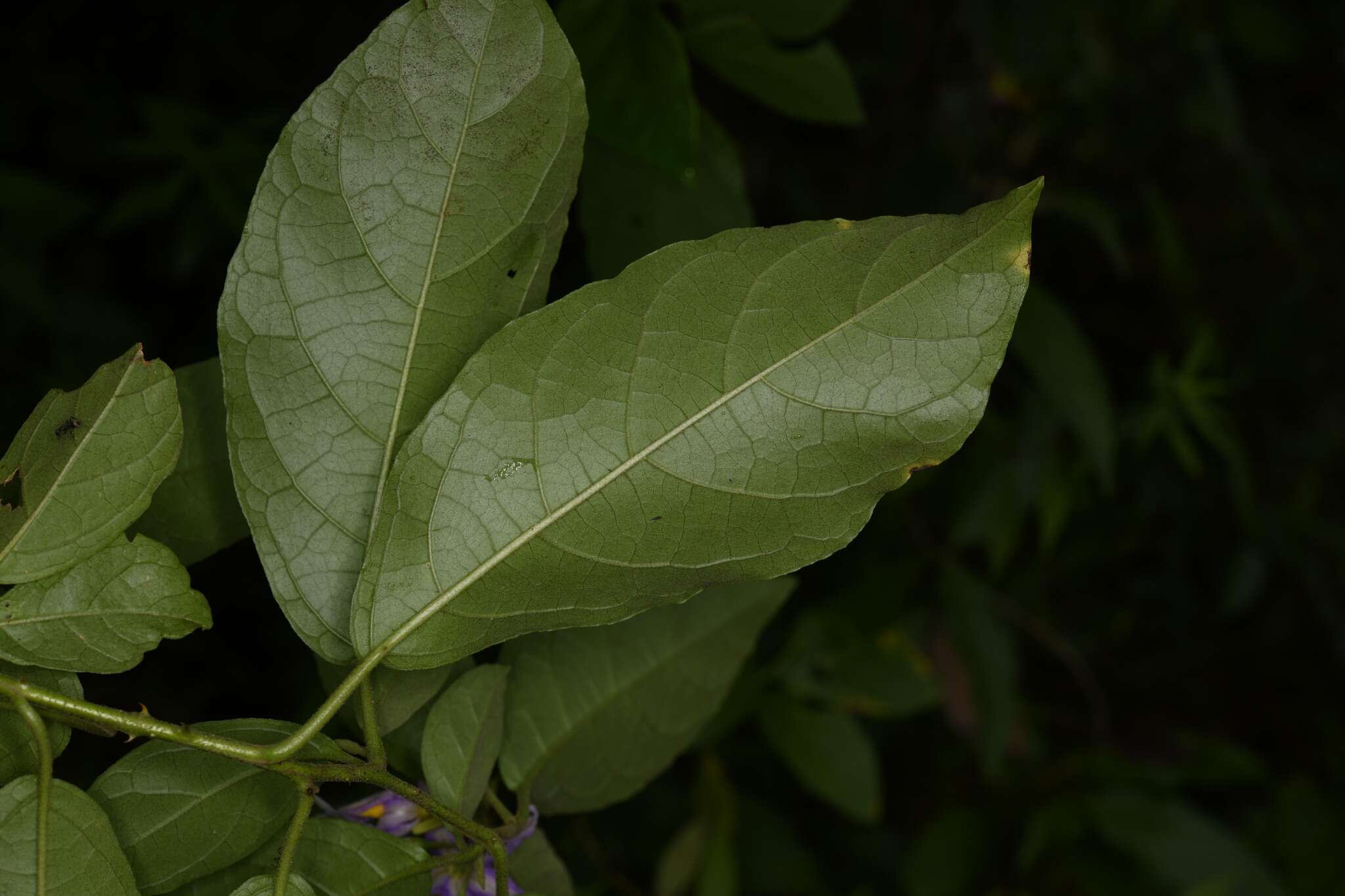 Image of Solanum subinerme Jacq.