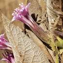 Image of Acourtia moschata (La Llave & Lex.) DC.