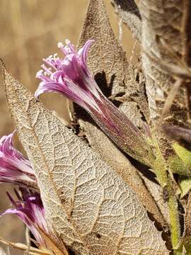 Image of Acourtia moschata (La Llave & Lex.) DC.