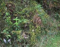 Image of Hibbertia appressa H. R. Toelken