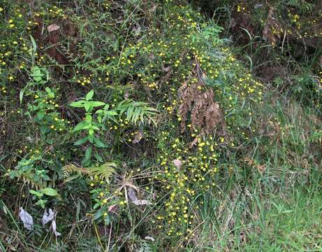 Hibbertia appressa H. R. Toelken resmi