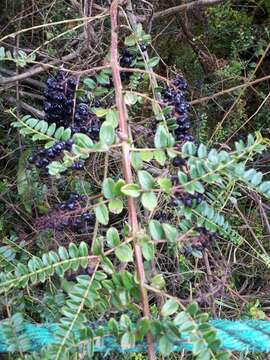 Image of Coriaria microphylla Poir.