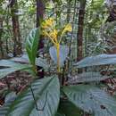 Palicourea quadrifolia (Rudge) DC. resmi