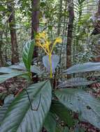 Palicourea quadrifolia (Rudge) DC. resmi