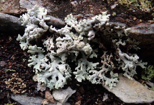Image of Hypogymnia subphysodes (Kremp.) Filson