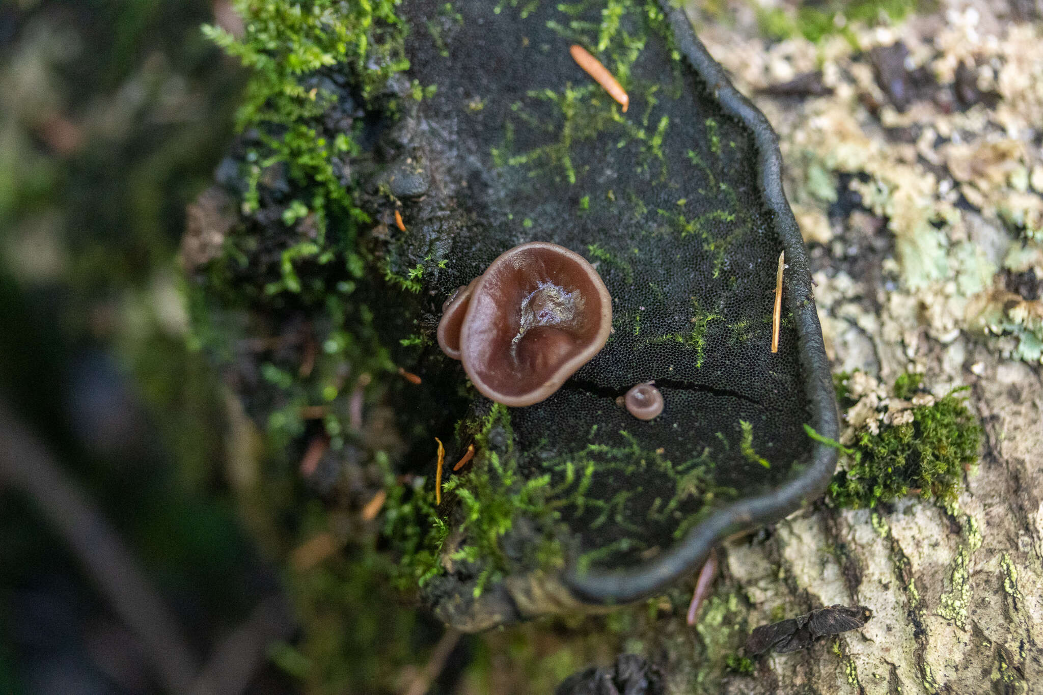 Imagem de Pachyella clypeata (Sacc.) Le Gal 1953