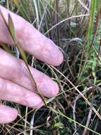 Imagem de <i>Solidago virgata</i>