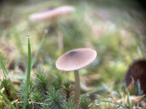 Image of Entoloma conferendum (Britzelm.) Noordel. 1980