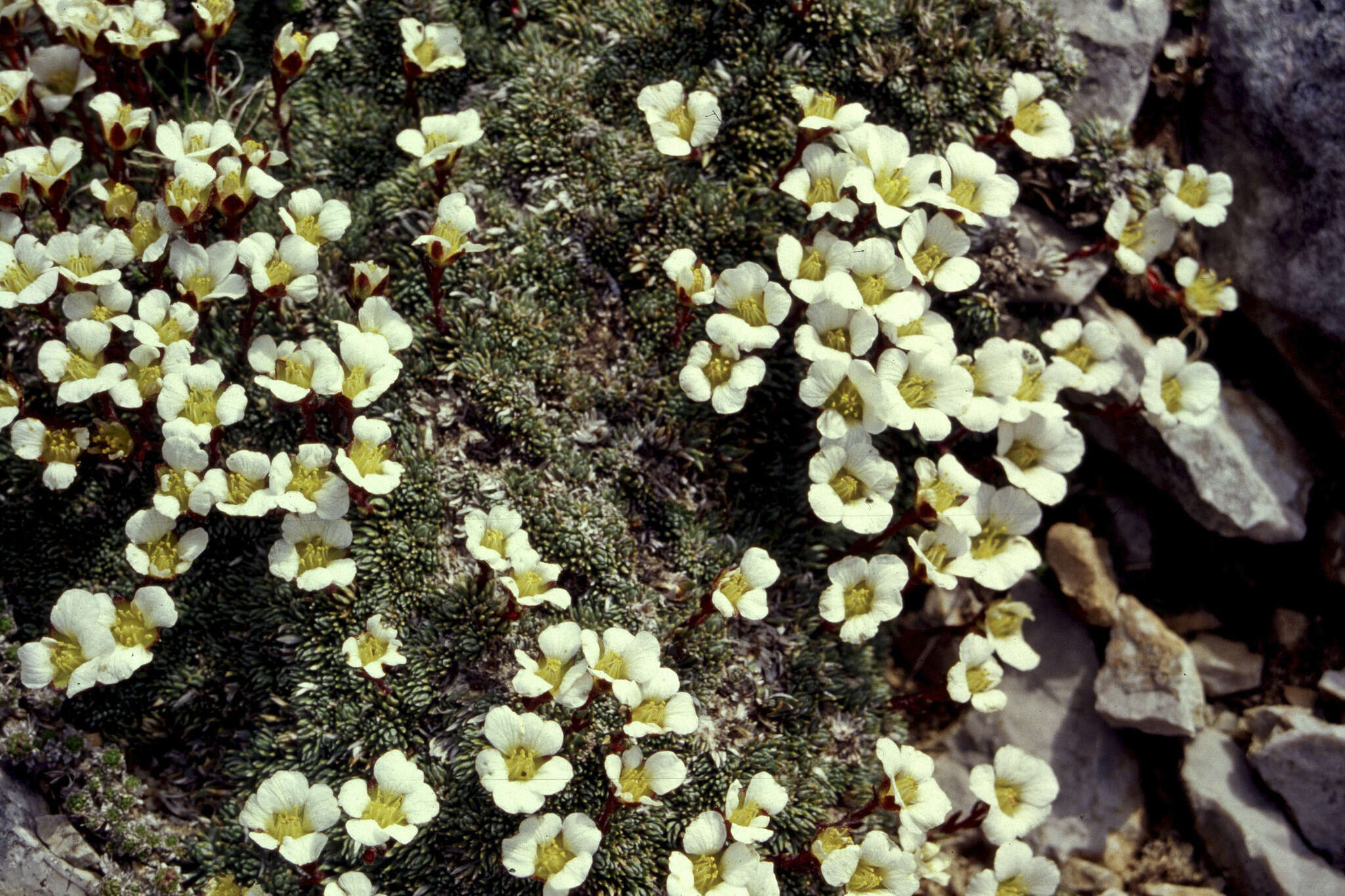 Plancia ëd Saxifraga aretioides Lapeyr.