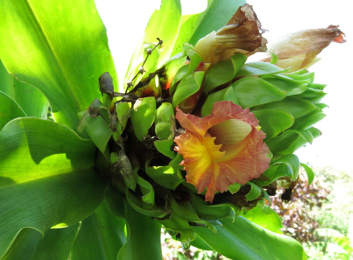 Image of Costus guanaiensis var. tarmicus (Loes.) Maas