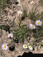 Image de Erigeron eatonii A. Gray