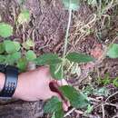 Clinopodium vulgare subsp. arundanum (Boiss.) Nyman resmi