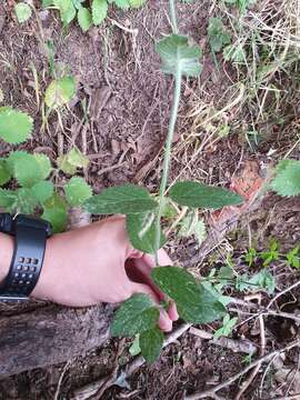 Imagem de Clinopodium vulgare subsp. arundanum (Boiss.) Nyman