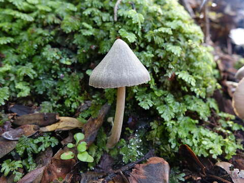 Image of Entoloma canoconicum E. Horak 1976