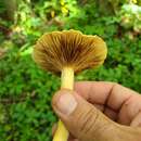 Image of Lactarius volemus var. flavus Hesler & A. H. Sm.