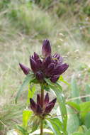 Image de Gentiana pannonica Scop.