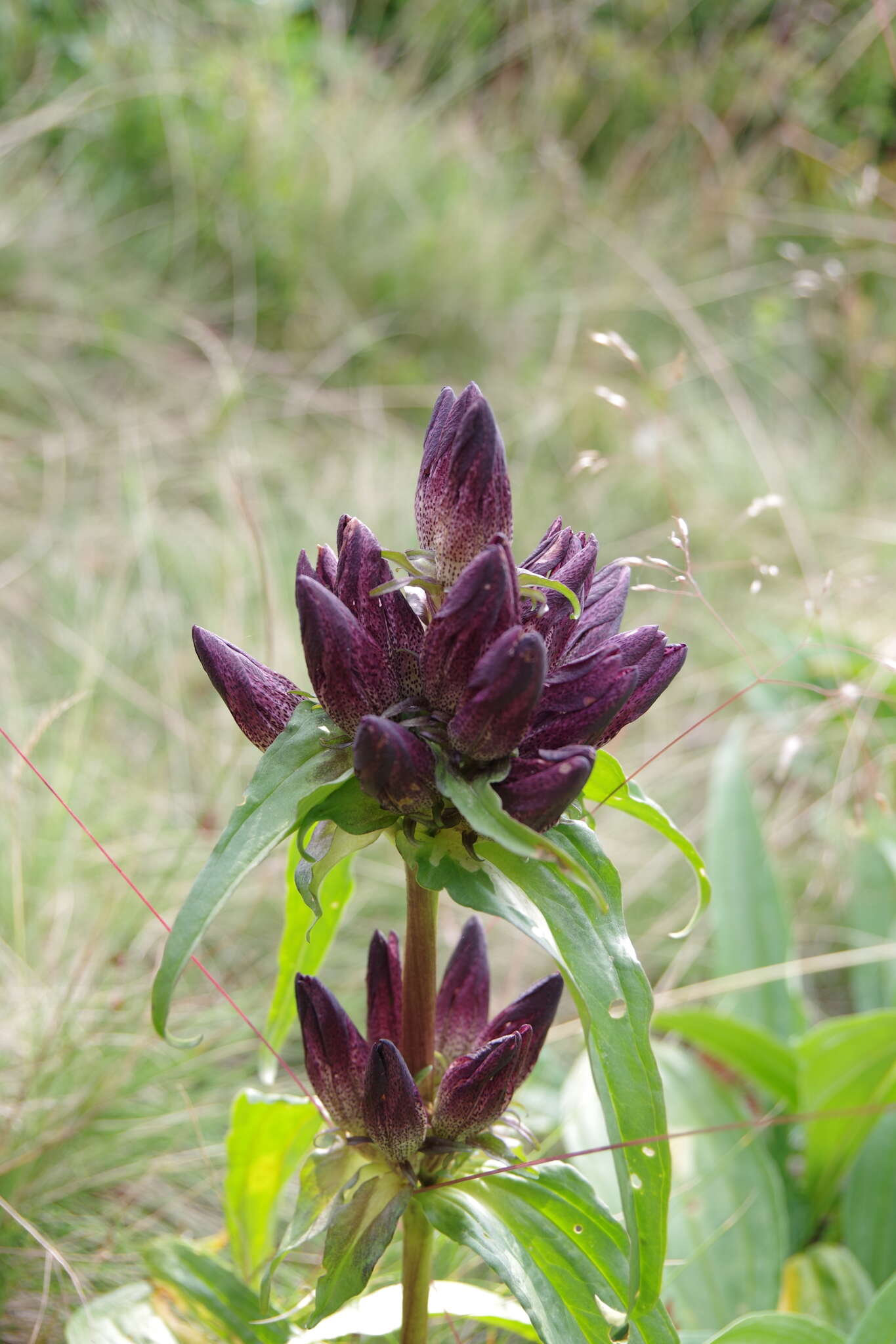 Image of Gentiana pannonica Scop.