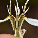 Image of Moraea lilacina Goldblatt & J. C. Manning