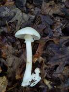 Image of Amanita aestivalis Singer 1959