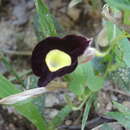 Image of Aristolochia variifolia Duch.